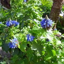 Image result for Pycnostachys reticulata