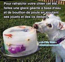 Votre Chien A Chaud Voici L Astuce Pour Le Rafraichir Instantanement Recettes Pour Chien Toilettage Chien Jouets Pour Chiens Faits Maison