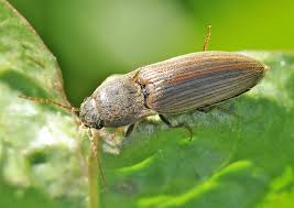 Image result for Schizostephanus alatus