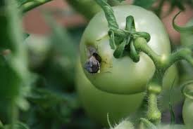 Establish economic thresholds, that is, the pest population or disease incidence levels that cause losses in crop value that exceed the cost of pest management. Tomato Insect Pests And Scouting Methods Alabama Cooperative Extension System