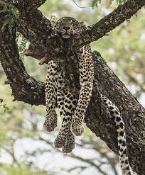 Pin By Felix Scarabelli On Time To Sleep Funny Animals Weird Animals Funny Animal Pictures