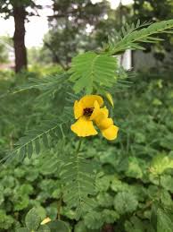 Image result for Chamaecrista plumosa