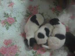 $426 teddy collie puppy male. White Akc Collie Pups From Enterprise Collies In Pa For Sale In Pittsburgh Pennsylvania Classified Americanlisted Com