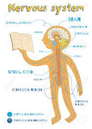 Be sure to visit the guide for more context and information about central nervous system diagram for kids, or read some of our other health & anatomy posts! Human Nervous System For Kids Vector Color Cartoon Illustration Royalty Free Cliparts Vectors And Stock Illustration Image 66719533