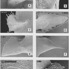 Image result for Ceropegia gracilidens