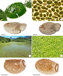 Image result for Wolffia