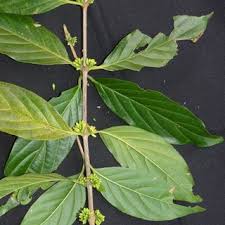 Image result for Triainolepis africana