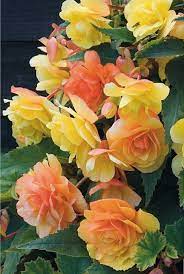 Begonia Apricot Sha Beautiful Gorgeous Pretty Flowers Beautiful Flowers Pretty Flowers Flowers