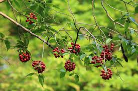 Image result for Huberantha