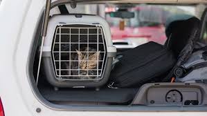Kedi Ile Otobus Yolculugu Sehirler Arasi Kedi Tasima Suzionline