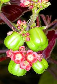 Image result for Jatropha gossypiifolia