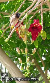 Image result for Kigelia