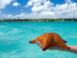 Official Airport Shuttles Tours In Mexico Dominican Republic Saona Island Punta Cana Punta Cana Dominican Republic