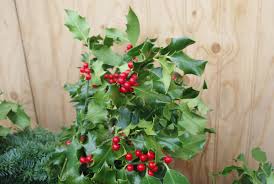Un houx — des houx (падуб — падубы). Tout Savoir Sur La Tradition Du Houx De Noel Mon Grand Est