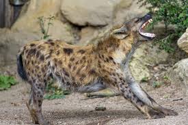 Stretching And Yawning Hyena Hyena Animals Wild Brown Hyena
