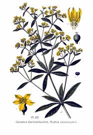 Image result for Morinda asteroscepa