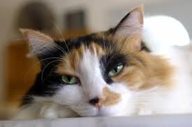The best and worst foods for bloating. Signs Symptoms Of A Bloated Abdomen In Cats