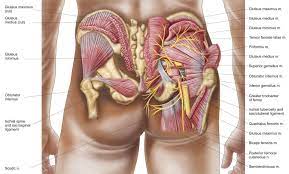 Originates from the gluteal surface of the ilium and inserts into the lateral surface of the greater trochanter. Gluteal Muscles In The Human Buttocks Gluteal Muscles Muscle Diagram Anatomy