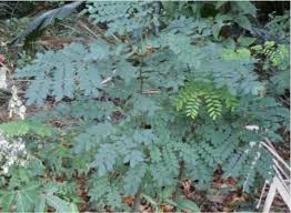 Image result for Ormocarpum kirkii