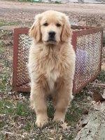 This is a most fitting description for our beautifully unique blend of purebred akc registered english golden retrievers and american labrador retrievers. Golden Retriever Puppies For Sale In New Jersey Golden Retriever Breeders And Information