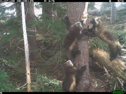 There's blood on the bayou. First Wolverine Family Makes A Home In Mount Rainier National Park In 100 Years Smart News Smithsonian Magazine