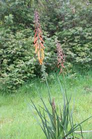 Image result for Kniphofia thomsonii
