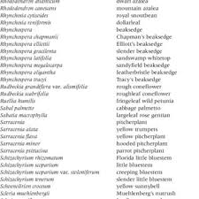 Image result for Rhynchosia chapmanii