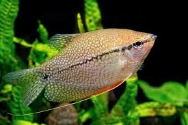 17 Most Popular Freshwater Fish Fishkeeping World