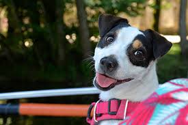 Friendly playful and energetic these pups inherited some of the best qualities from both. Jack Russell Terrier Breed Information Lifetime Pet Cover