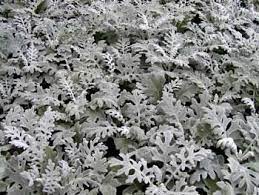 Dusty Miller Plant Can Survive As Cold As Zone 5 With Some Loss There Is An Article About It You Can G Dusty Miller Summer Flowers Garden Ground Cover Plants