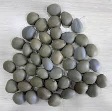 Image result for Guilandina bonduc