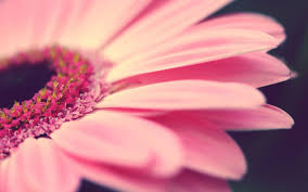 20 خلفية زهور رائعة عالية الدقة مجانا Pink Flowers Wallpaper
