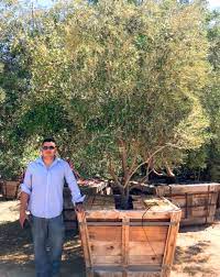 Flowering trees for sale online flowering trees are excellent statement pieces that add instant elegance, dimension, and vibrancy to any residential or commercial landscape. Antique Olive Trees Is A Leading Provider Of Mature Fruitless And Fruiting Olive Trees