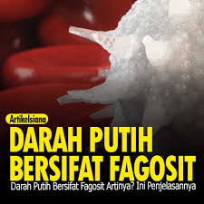 Berikut fungsi sel darah putih berdasarkan jenisnya yang perlu anda ketahui. Darah Putih Bersifat Fagosit Artinya Ini Penjelasannya