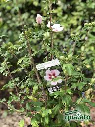 Siepi fiorite molti di noi hanno in giardino o sul terrazzo una siepe, piccola, grande, enorme, con spine, sempreverde; 5 Piante Da Siepi Fiorite Perfette Per Il Giardino Floricoltura Quaiato