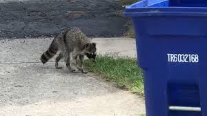 The best way to keep your pets safe is to keep them indoors at night. Do Raccoons Attack And Eat Cats What You Need To Know Pet Keen