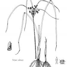 Image result for Cyperus karisimbiensis