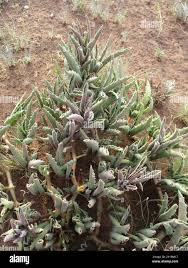 Image result for Cyphostemma hereroense