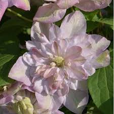Other common names clematis 'innocent blush'. Klematis Innosent Blyush Clematis Innocent Blush Cvetsad Kupit S Dostavkoj Po Ukraine