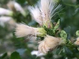 Image result for Commicarpus pilosus