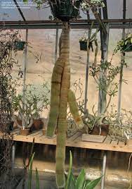 We recently shared an article on how to grow your hair long and beautiful. Plantfiles Pictures Bristle Brush Cactus Mammillaria Spinosissima Subsp Pilcayensis By Cactusjordi