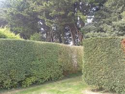 Wilt disease, a fungus, starts in the roots of privet and moves upward. Privet Hedge Issues Tree Health Care Arbtalk The Social Network For Arborists