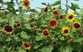 Kembang sarengenge, kembhang mataare, bungga ledomata; Cara Gampang Menanam Bunga Matahari Giveaway Inspirazzle