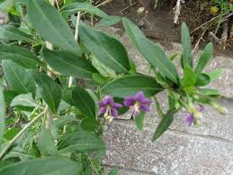 Image result for Lycium mascarenense