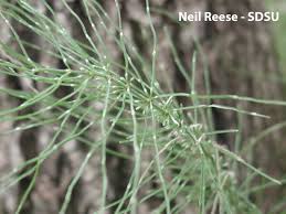 Image result for Equisetaceae