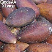 Pinyon Penny S Pine Nut Recipes Wild American Pine Nuts On Sale At Pinenut Com Pine Nut Recipes Pine Nuts Pine Nut Tree