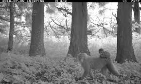 There are pictures from incidents where the victim received massive dose of radiation to the hands. After A Nuclear Disaster Then What A Surprising Look At The Animals Of Chernobyl And Fukushima