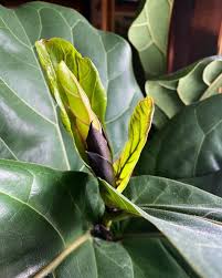 Image result for Cyphostemma obovato-oblongum