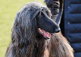 Black long haired dog breeds. Long Haired Dog Breeds
