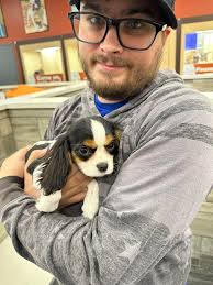 What are some name suggestions for a female Cavalier King Charles Spaniel?